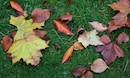 Autumn Colours of Coate