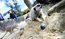 Easter Eggs-travaganza at Cotswold Wildlife Park