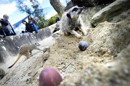 Easter Egg Hunt at Cotswold Wildlife Park 2012