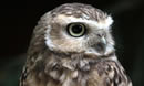 Birds Of Prey at Cotswold Wildlife Park