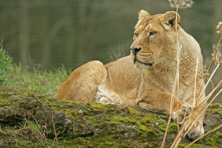 Cotswold Wildlife Park