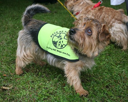 Old Town Festival Swindon Dog Show 2012