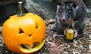 Howl-O-Ween at Cotswold Wildlife Park