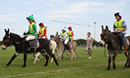 Lions Donkey Derby