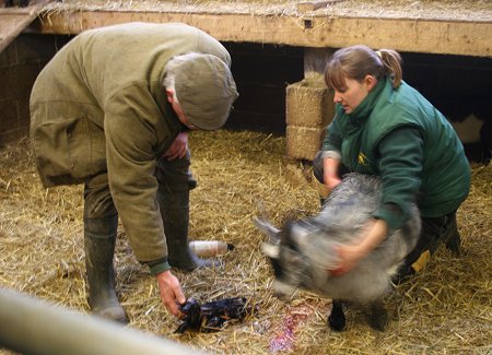 Roves Farm Goat Birthing