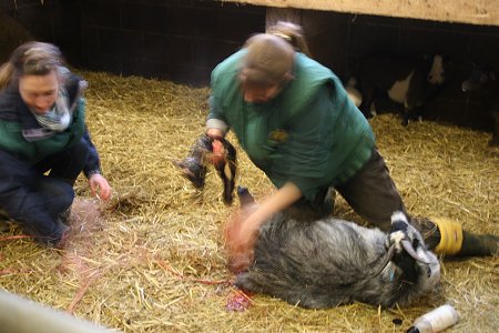 Roves Farm Goats Birthing