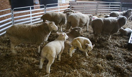 Roves Farm Lambs