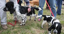 Dogs' Day Out!
