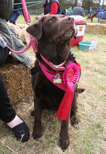 Drove Vets Dogs' Day Out 2013