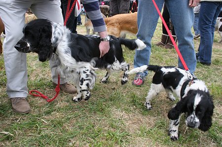 Drove Vets Dogs' Day Out 2013