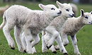 Outdoor Lambing
