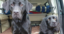 Bowood Charity Dog Show and Summer Fair