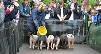 Pig Racing at The Royal Oak