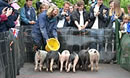 Pig Racing at The Royal Oak