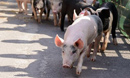 Pig Racing at The Royal Oak