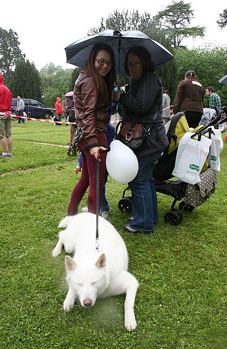 Old Town Festival Dog Show 2013