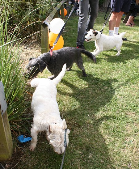 White Horse at Winterbourne Bassett Dog Show 2013