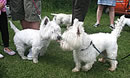 Thanksgiving Service For Animals