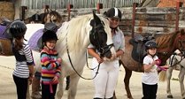 Pony Days & Camps