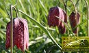 Easter Walk Among The Fritillaries