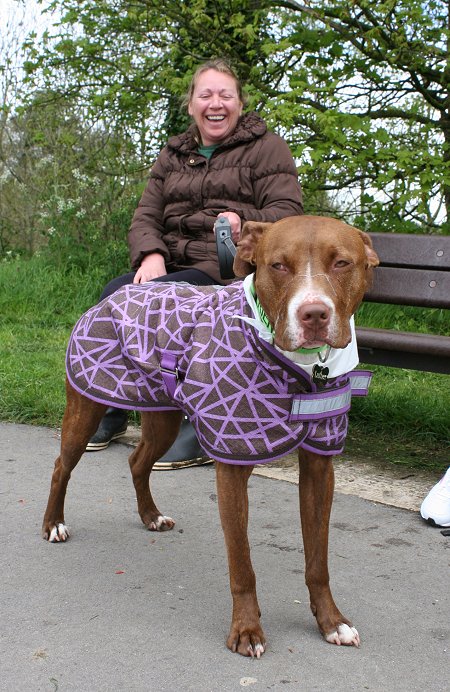 Dog Walking at Coate Water Swindon