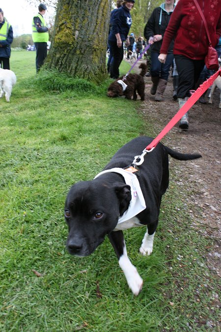 Dog Walking at Coate Water Swindon