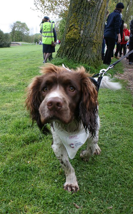 Dog Walking at Coate Water Swindon