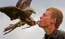 Birds of Prey at Lydiard Park