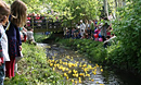 Swindon Duck Race 2015