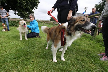 Dog show at The White Horse at Winterbourne Bassett