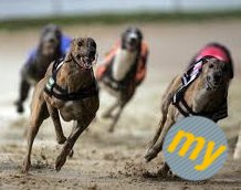 Swindon Greyhounds Offer