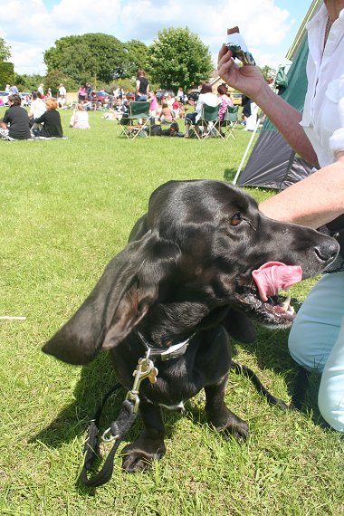 Liddington Fete Dog Show 2008