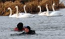 Swanning about on the river