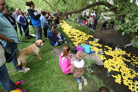 Swindon Duck Race 2015