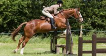 Hounds, horses and hot weather