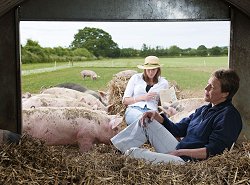 Camping with pigs in Swindon