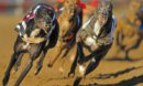 The Arc at Swindon Greyhounds 2013