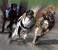 Swindon Greyhounds Fundraising Nights