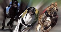 �Fun raising� nights at Swindon Greyhounds
