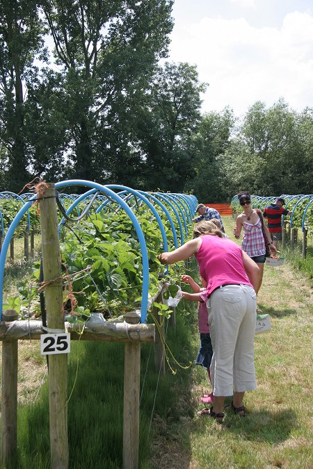 Strawberries and Steam, Lotmead Farm, Swindon 2010