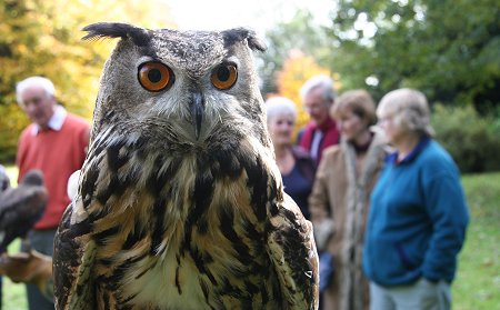 Falconry at Chiseldon House Hotel