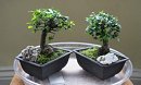 Swindon Bonsai Show 2011