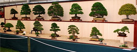 Bonsai Show Swindon