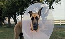 Marmaduke
