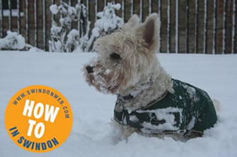 Pets & Cold Weather