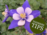 Toomers Gardening Tips