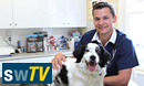 Swindon's Pets On TV