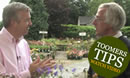 Toomers Tips for July Flowers