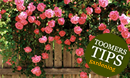 Toomers Tips for Climbing Roses