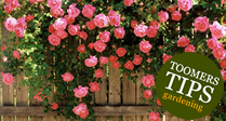 Toomers Tips for Climbing Roses